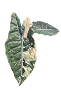 Alocasia chantrieri pink variegated 2.8