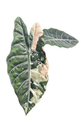 Alocasia chantrieri pink variegated 2.8