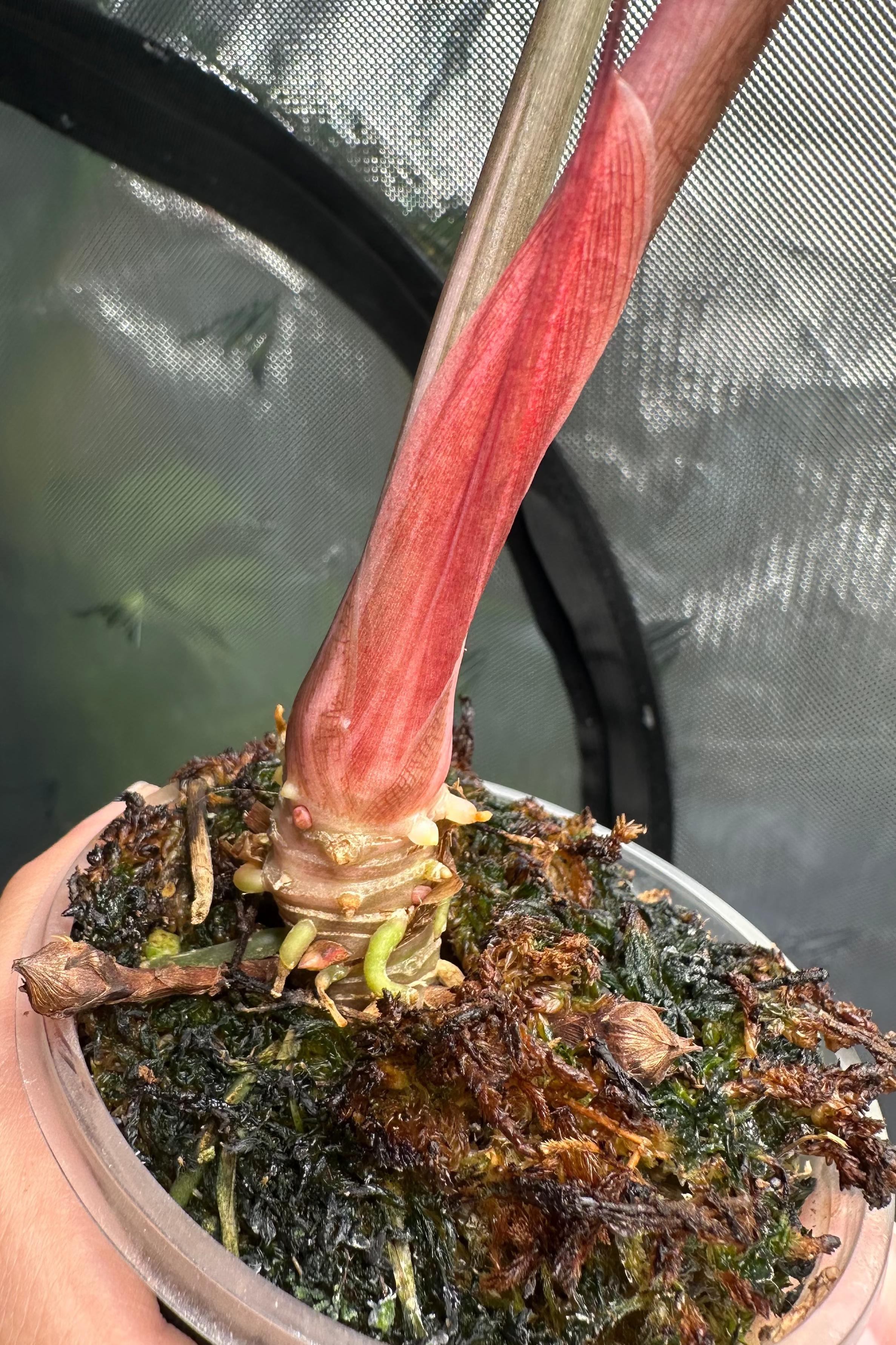 Alocasia chantrieri pink variegated 2.8