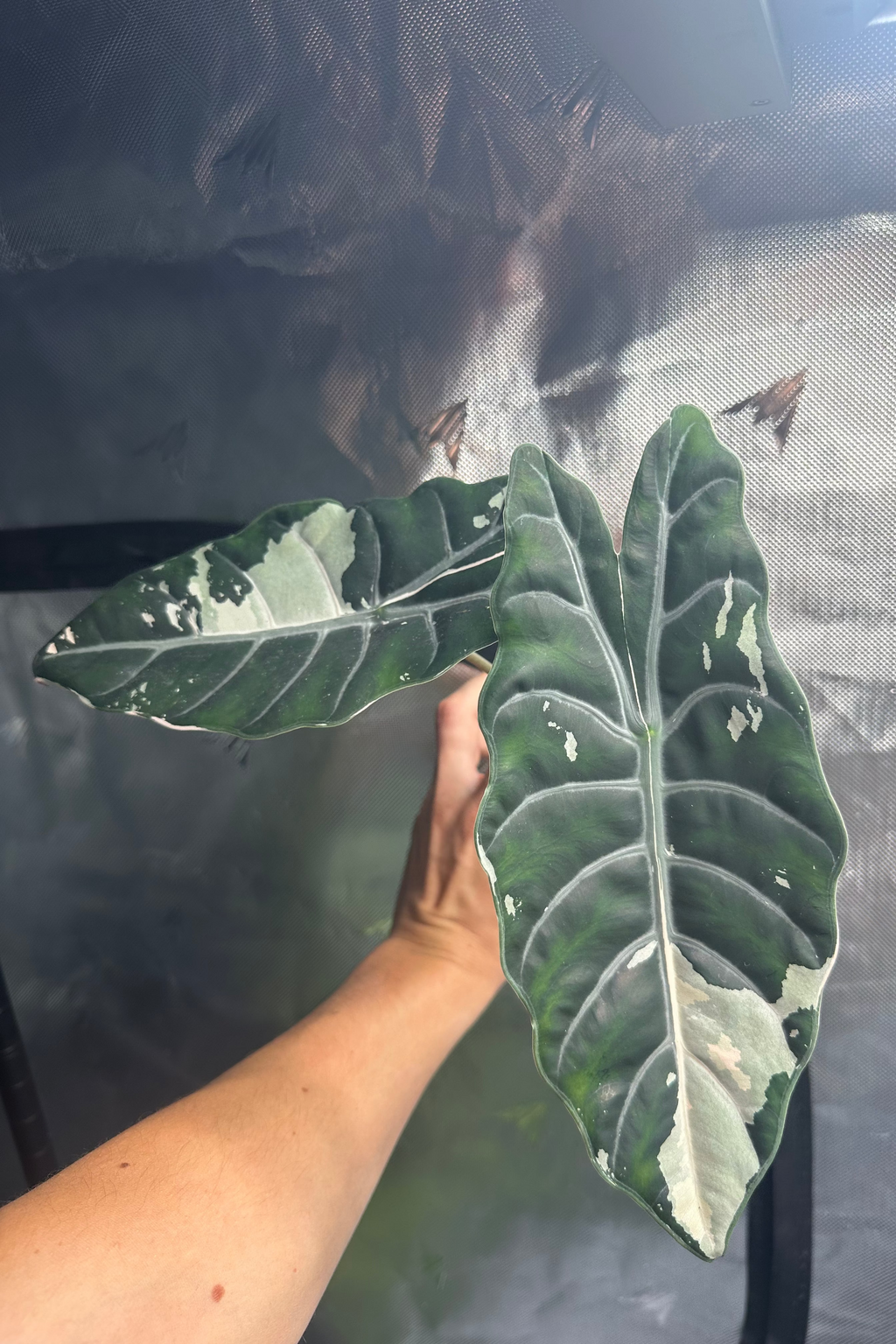 Alocasia chantrieri pink variegated 3.2