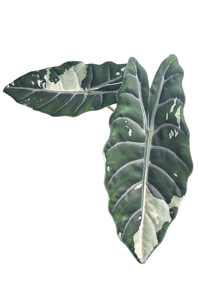 Alocasia chantrieri pink variegated 3.2