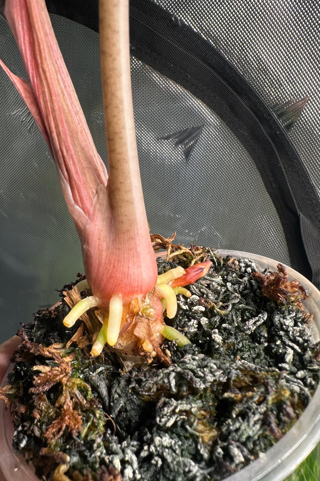 Alocasia chantrieri pink variegated 3.2