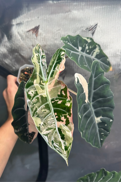 Alocasia chantrieri pink variegated