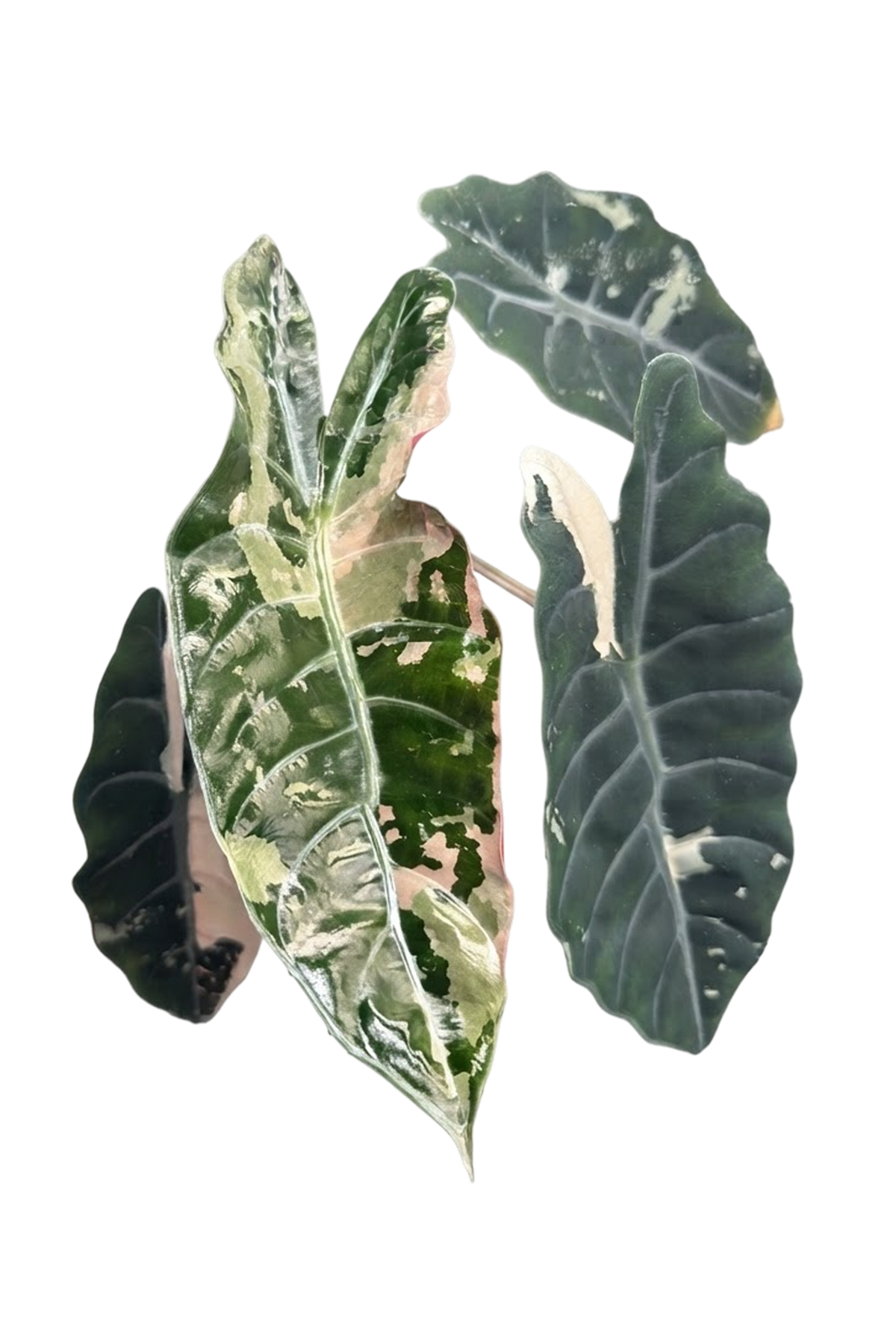 Alocasia chantrieri pink variegated