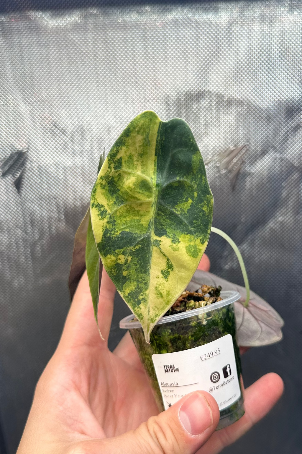 Alocasia sedenii aurea variegated