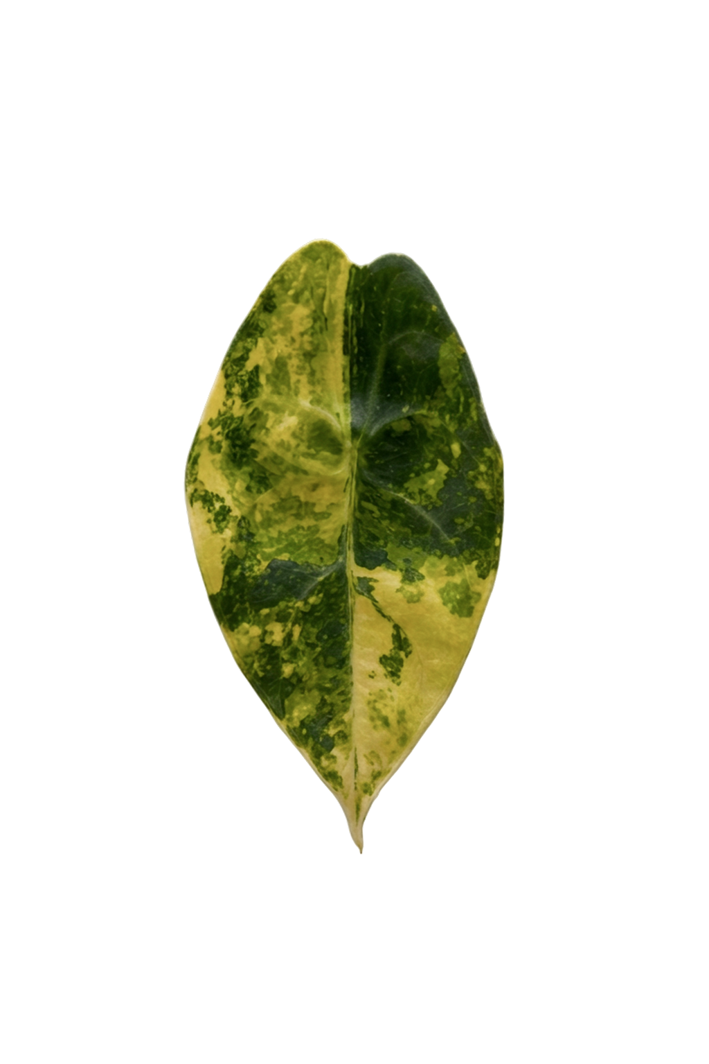 Alocasia sedenii aurea variegated