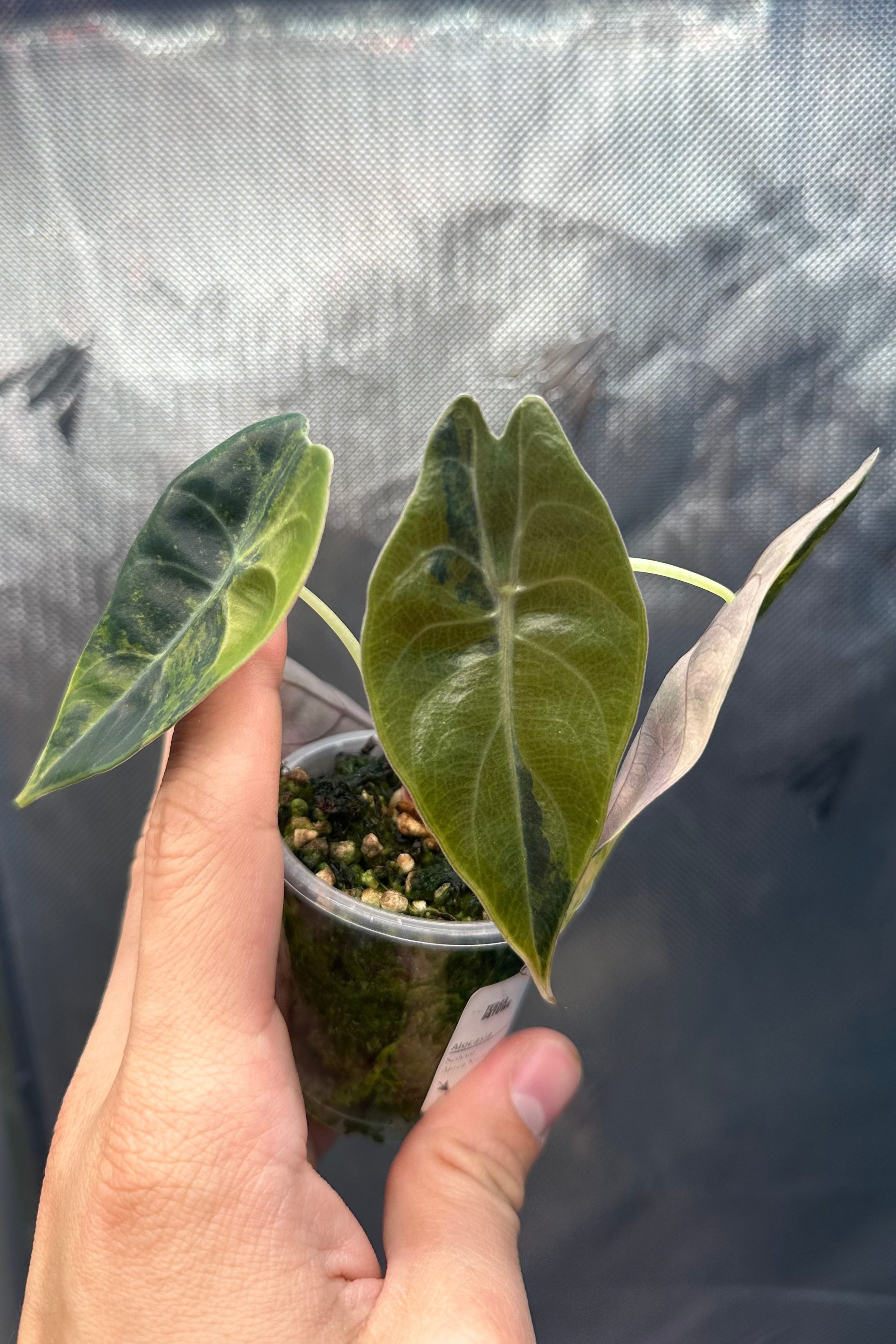 Alocasia sedenii aurea variegated