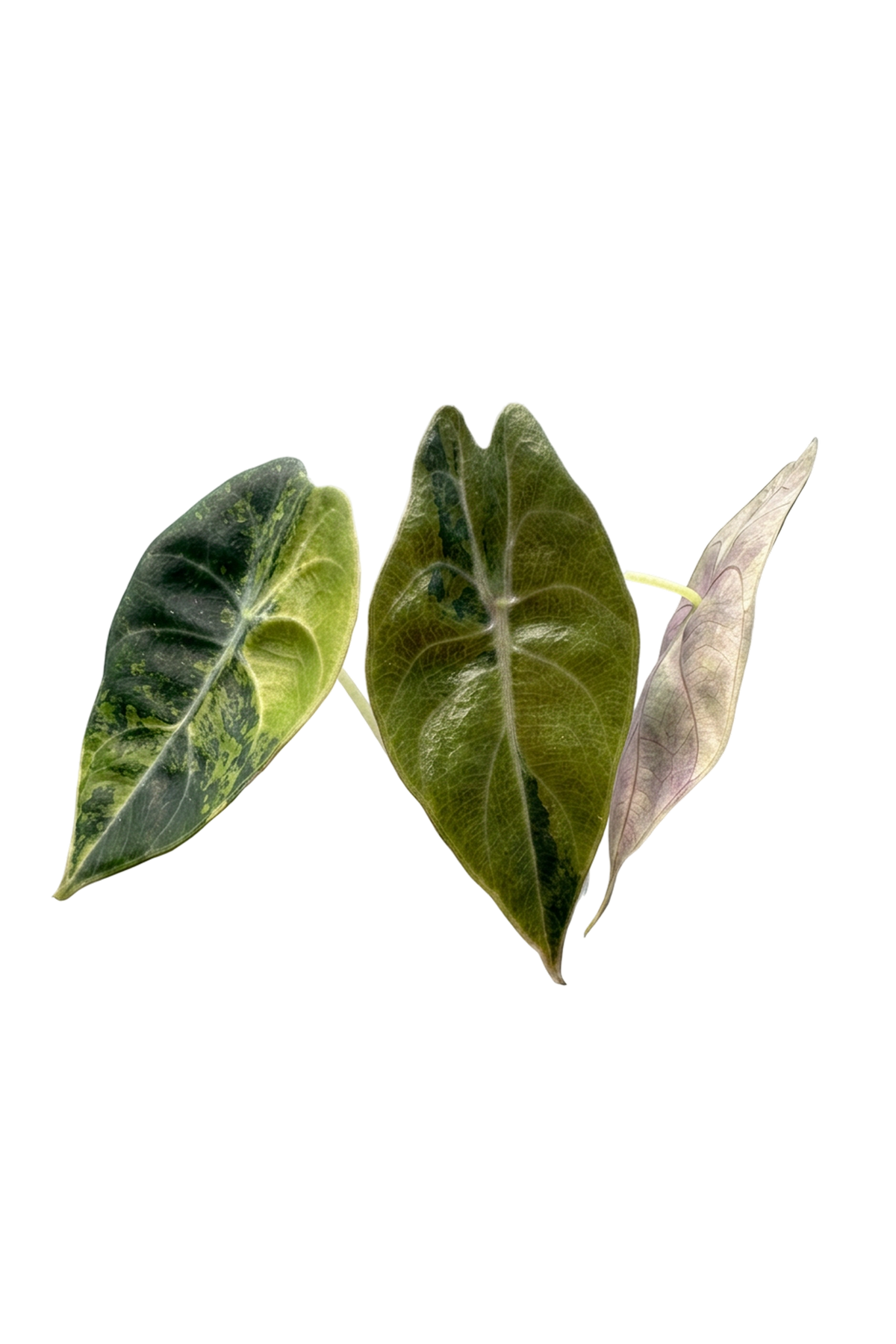Alocasia sedenii aurea variegated