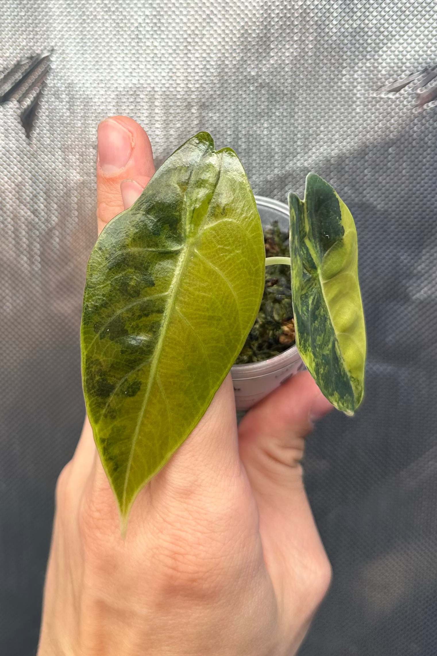 Alocasia sedenii aurea variegated