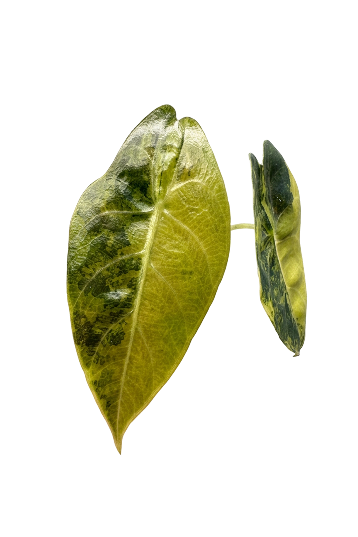 Alocasia sedenii aurea variegated