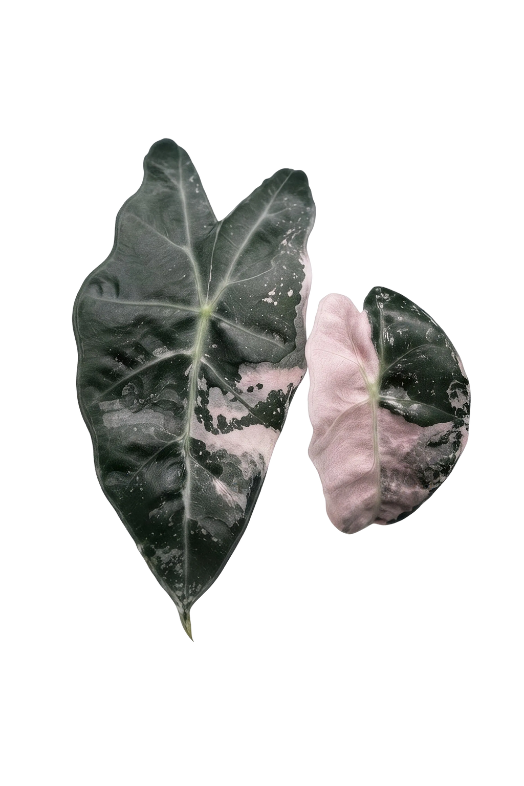 Alocasia thai amazonica pink variegated
