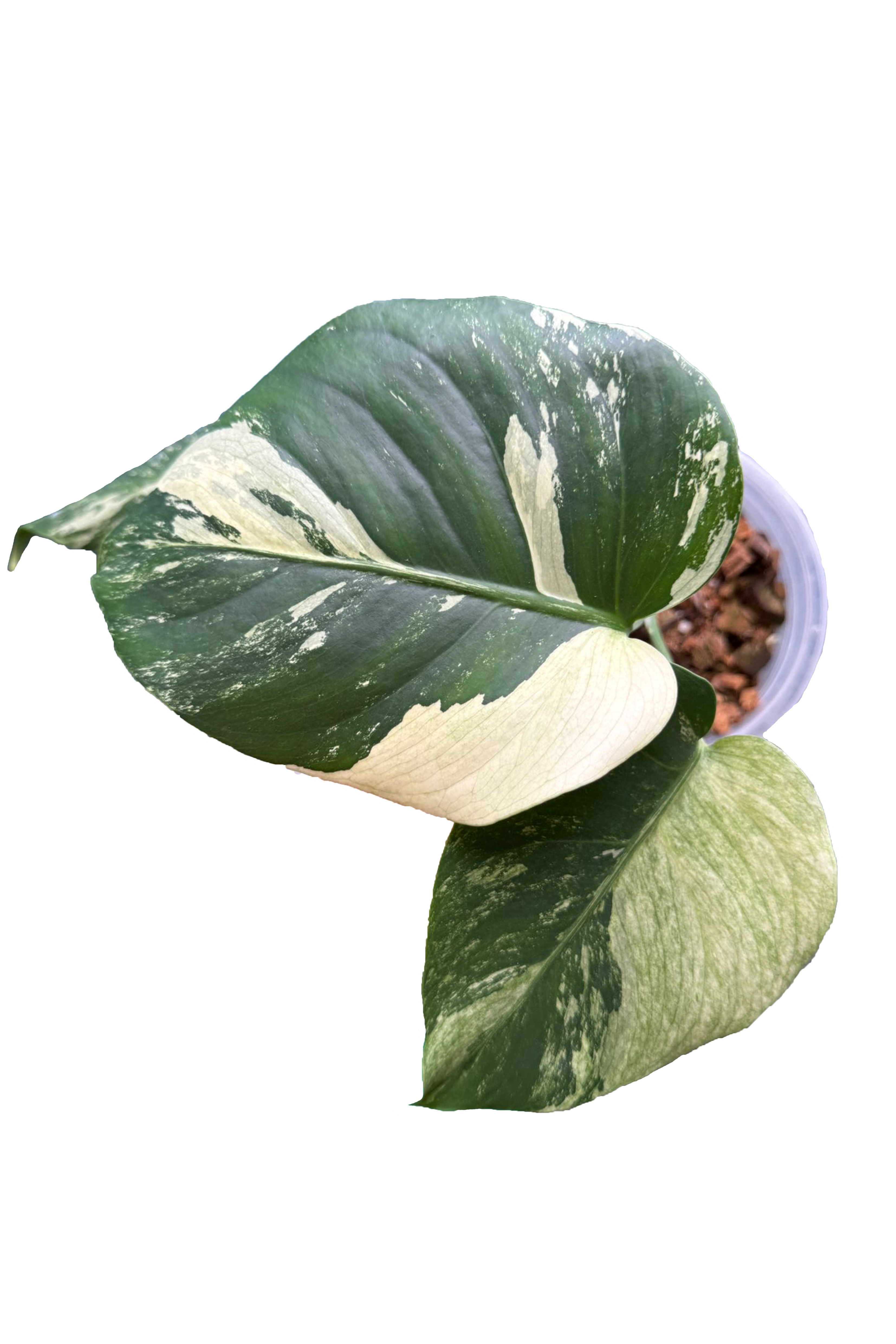 Monstera jungle mint