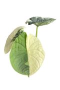 Alocasia melo albo variegated