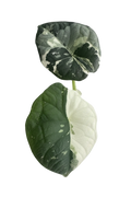 Alocasia chaii albo variegated