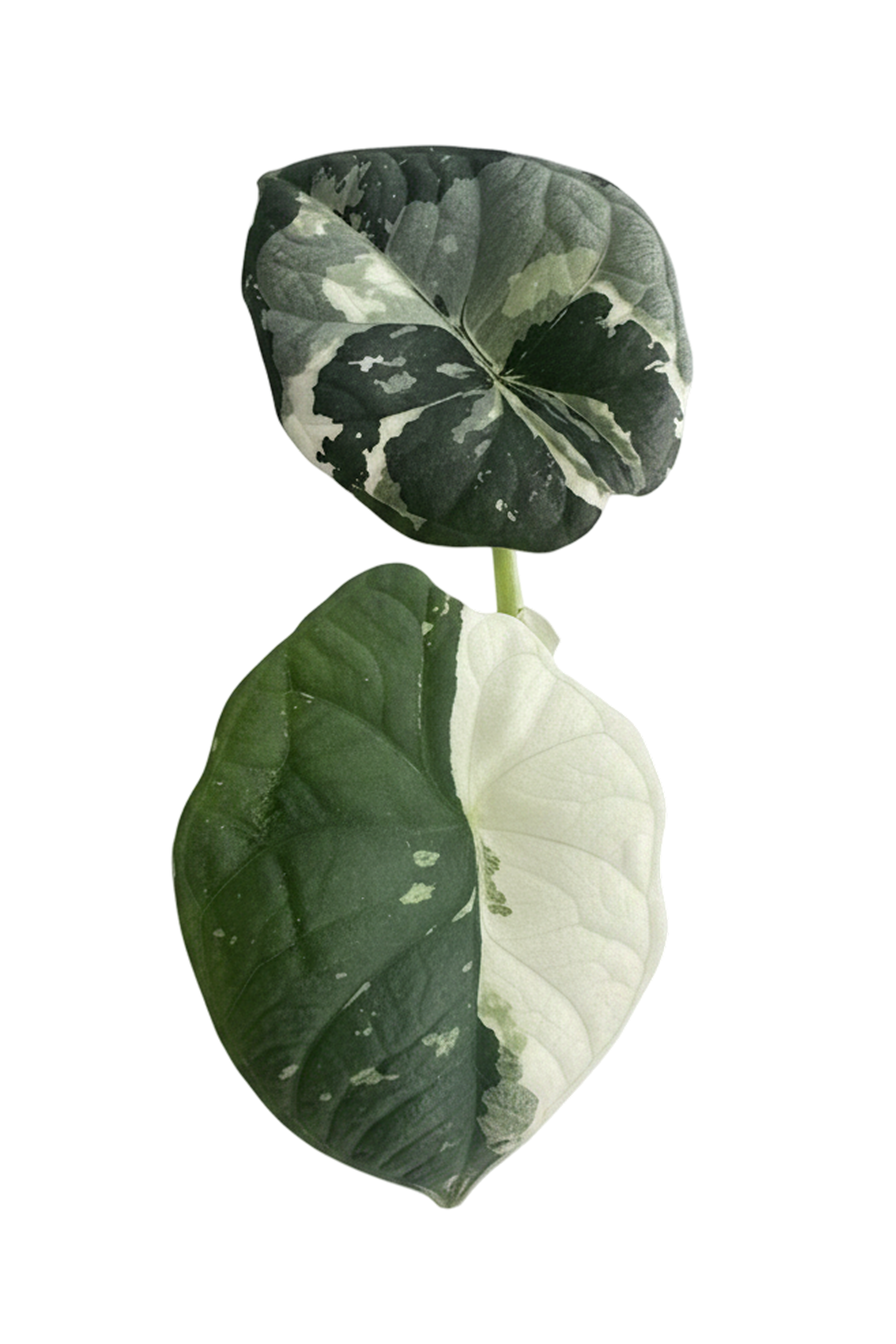 Alocasia chaii albo variegated