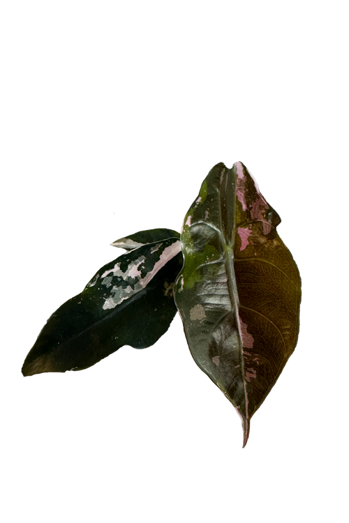 Alocasia chantrieri pink variegated