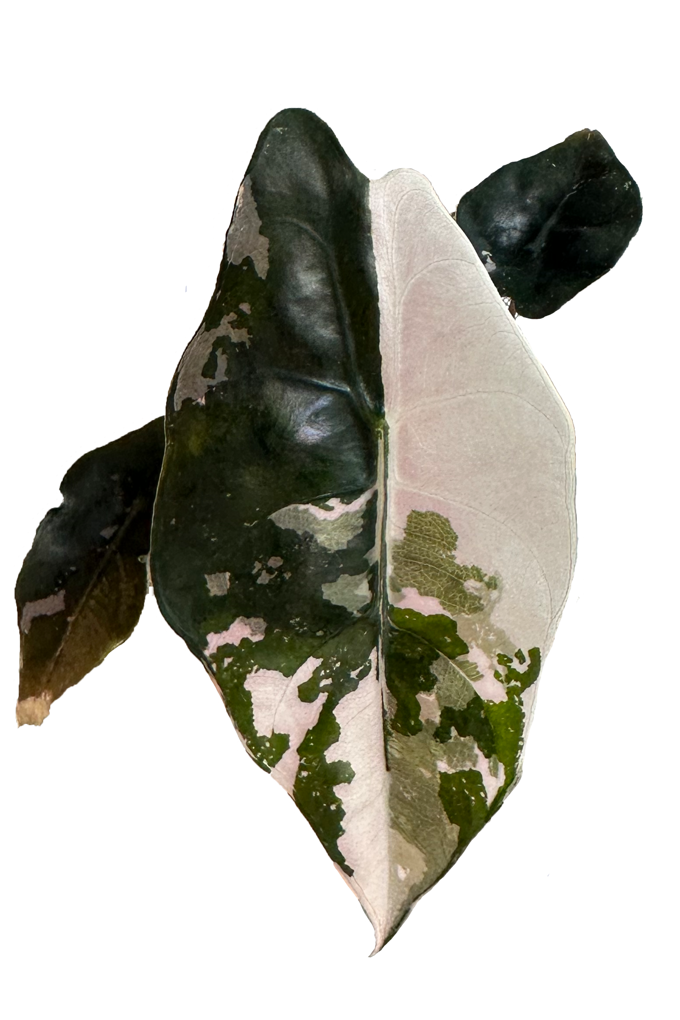 Alocasia chantrieri pink variegated