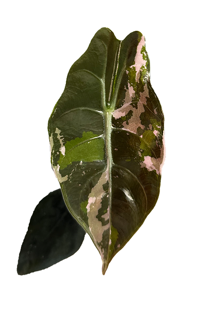 Alocasia chantrieri pink variegated