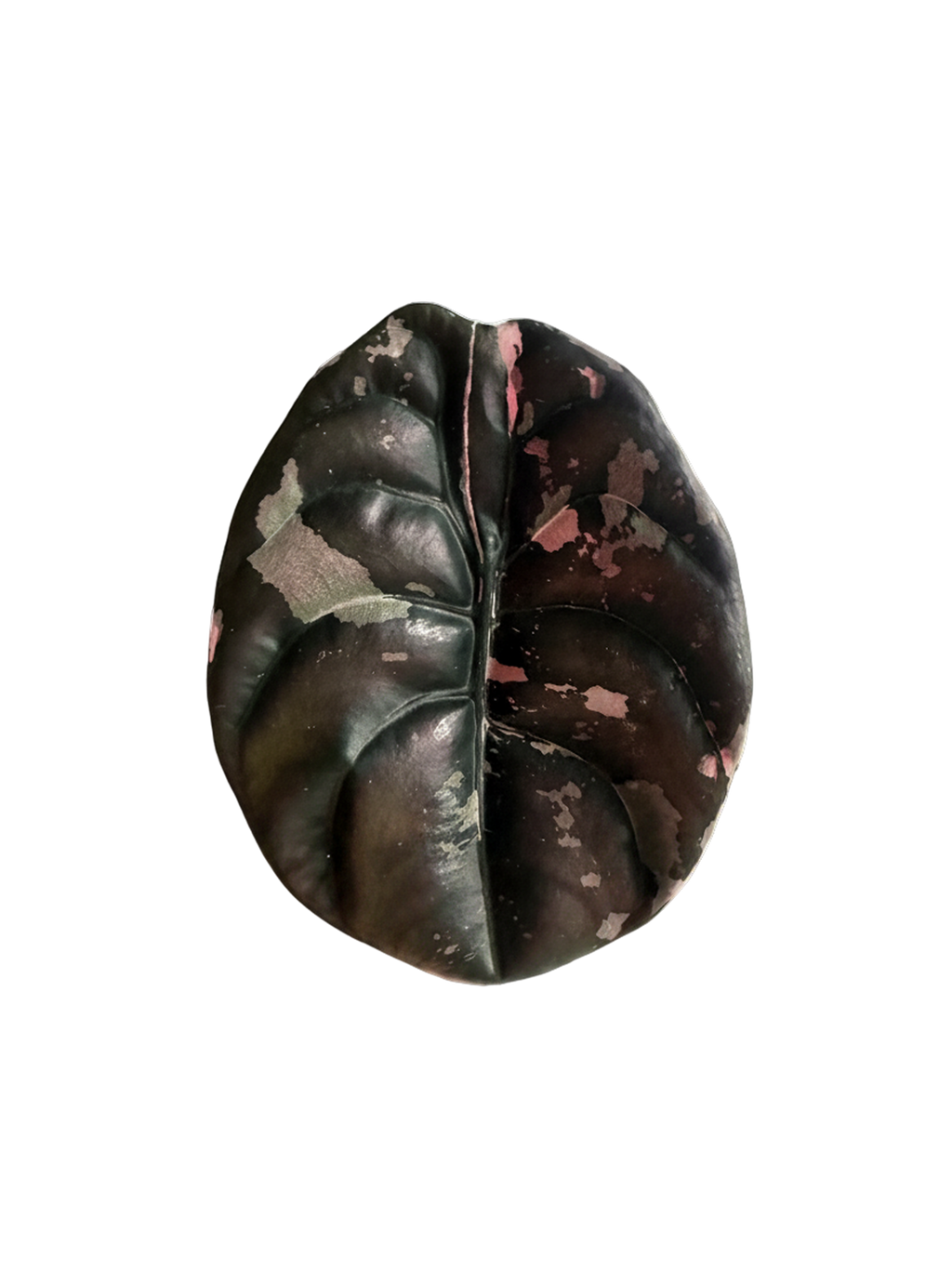 Alocasia Cuprea Pink Variegated Nom Yen leaf showing creamy pink and dark green variegation pattern
Alocasia Cuprea Nom Yen close-up of pink sectoral variegation on textured copper-toned leaf
Rare Alocasia Cuprea Pink Variegated Nom Yen corm propagated plant from TerraBetuwe Netherlands