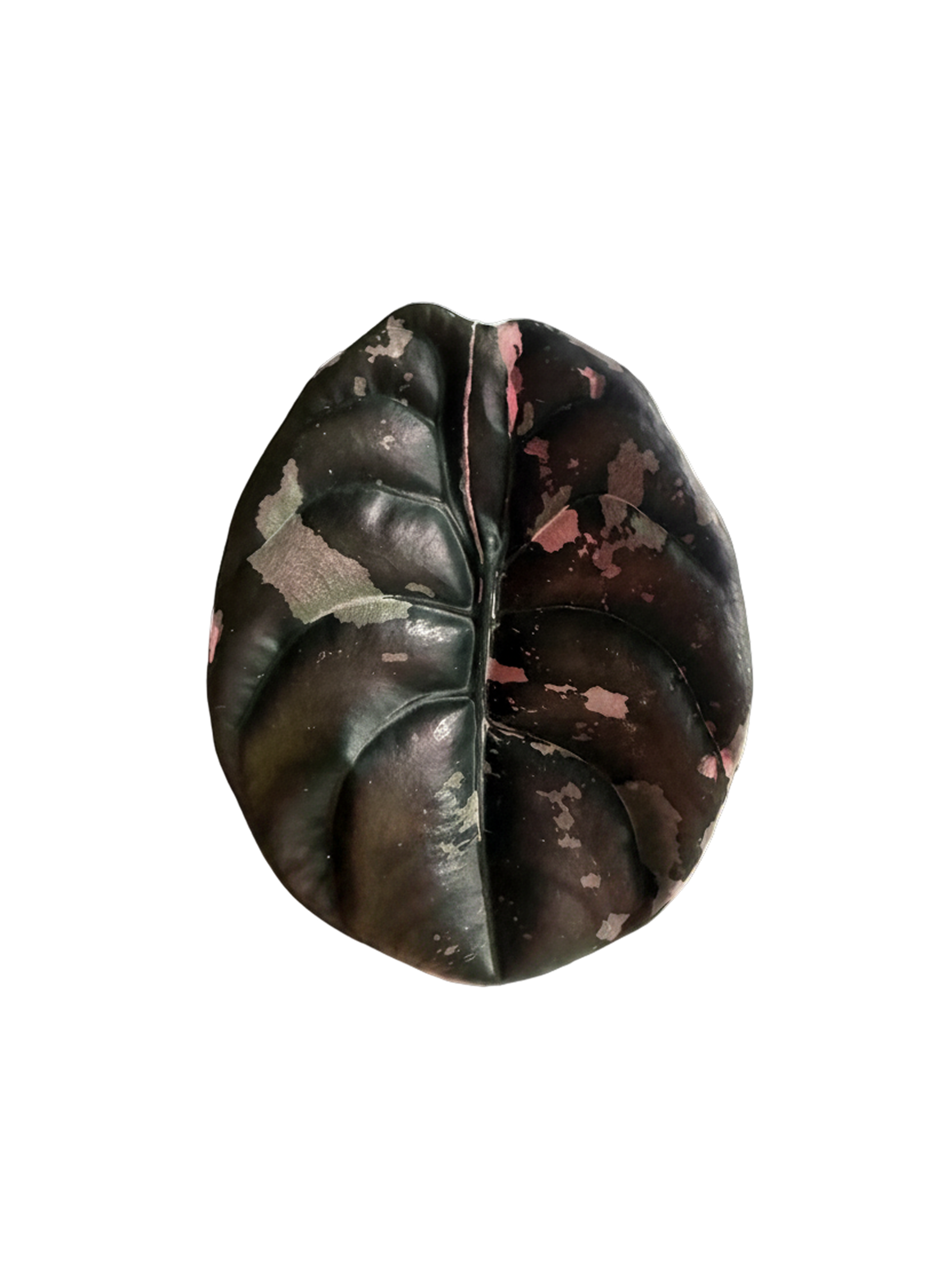 Alocasia Cuprea Pink Variegated Nom Yen leaf showing creamy pink and dark green variegation pattern
Alocasia Cuprea Nom Yen close-up of pink sectoral variegation on textured copper-toned leaf
Rare Alocasia Cuprea Pink Variegated Nom Yen corm propagated plant from TerraBetuwe Netherlands
