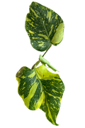 Monstera electrolight