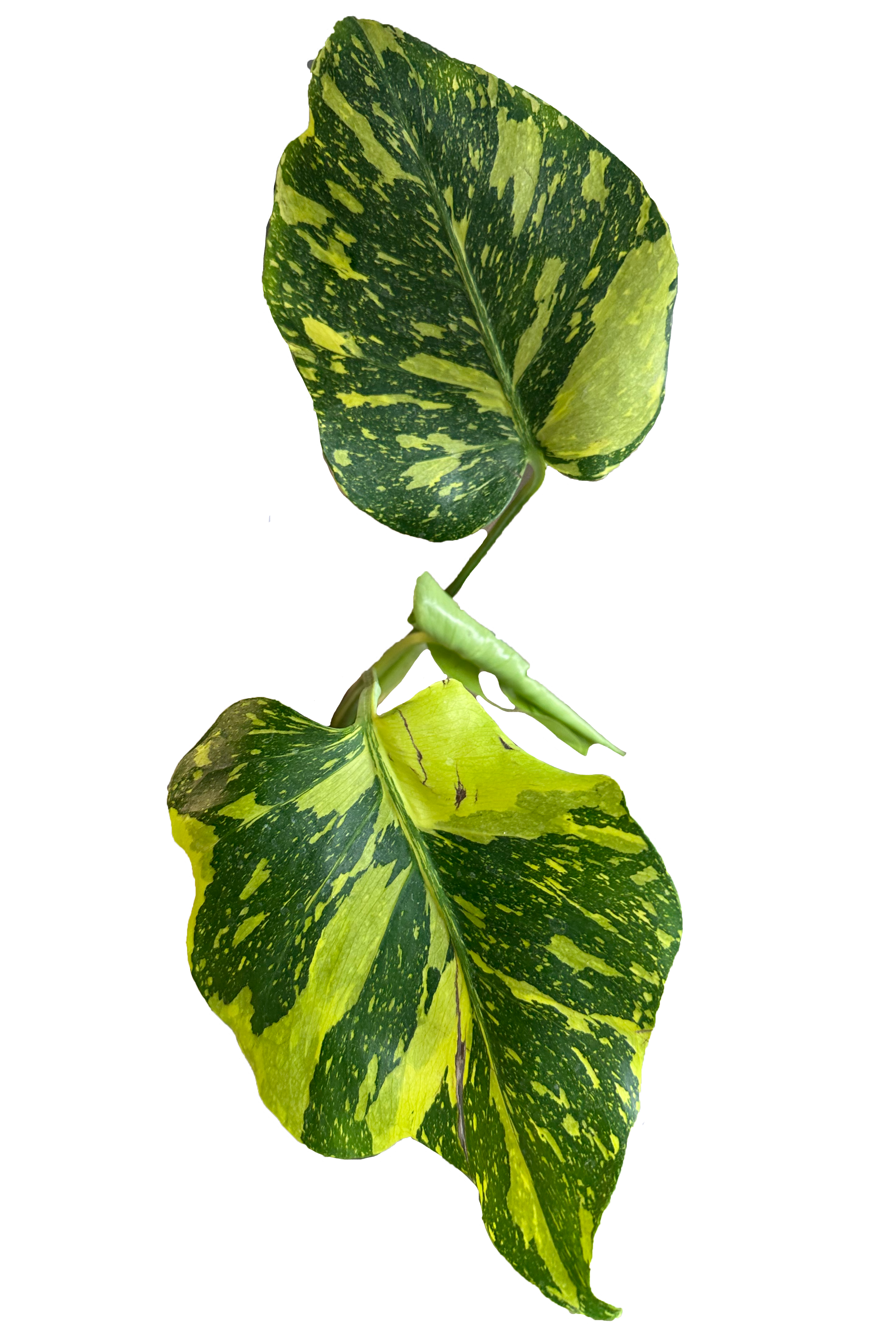 Monstera electrolight