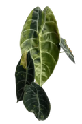 Alocasia sedenii aurea variegated
