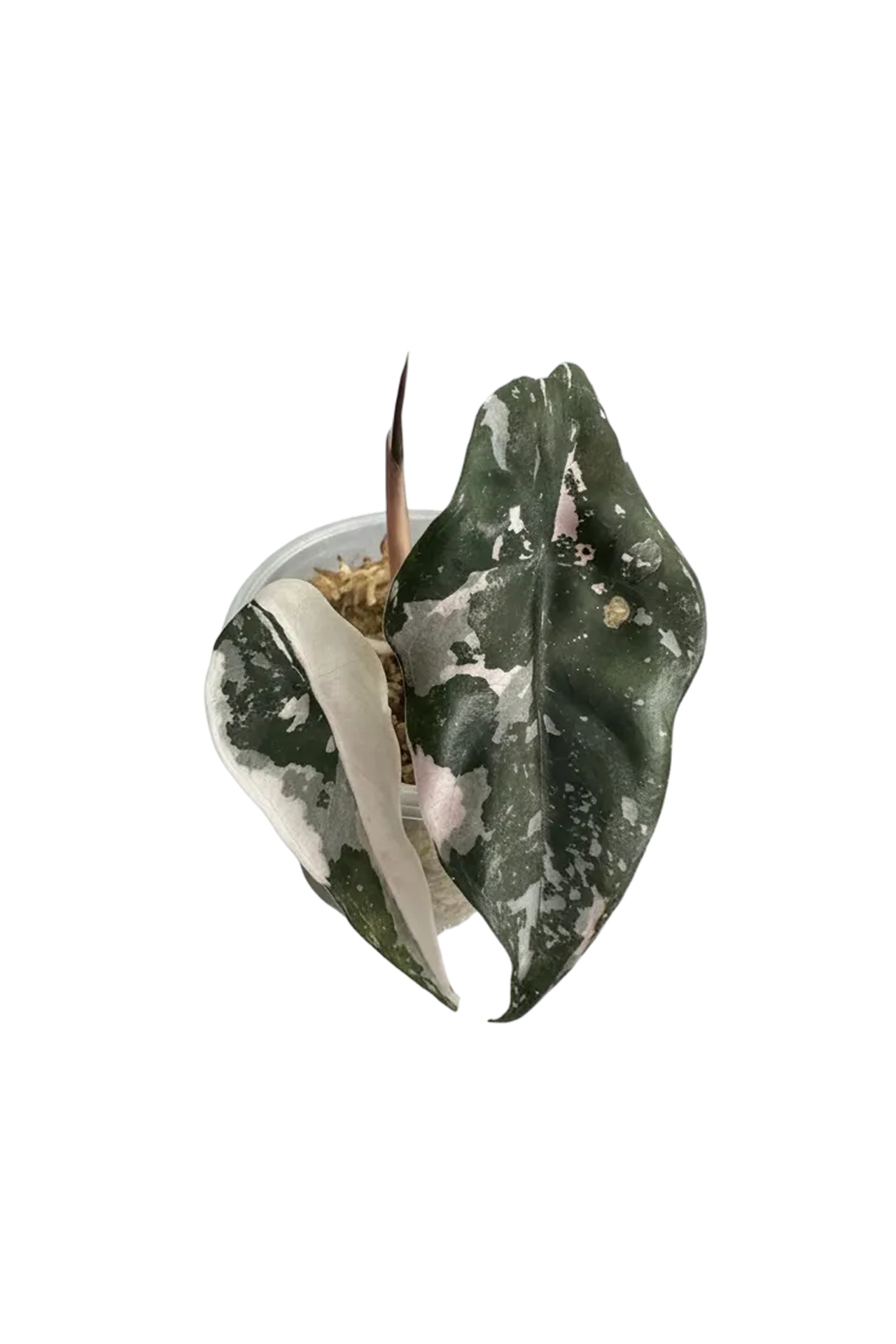 Alocasia chantrieri pink variegated