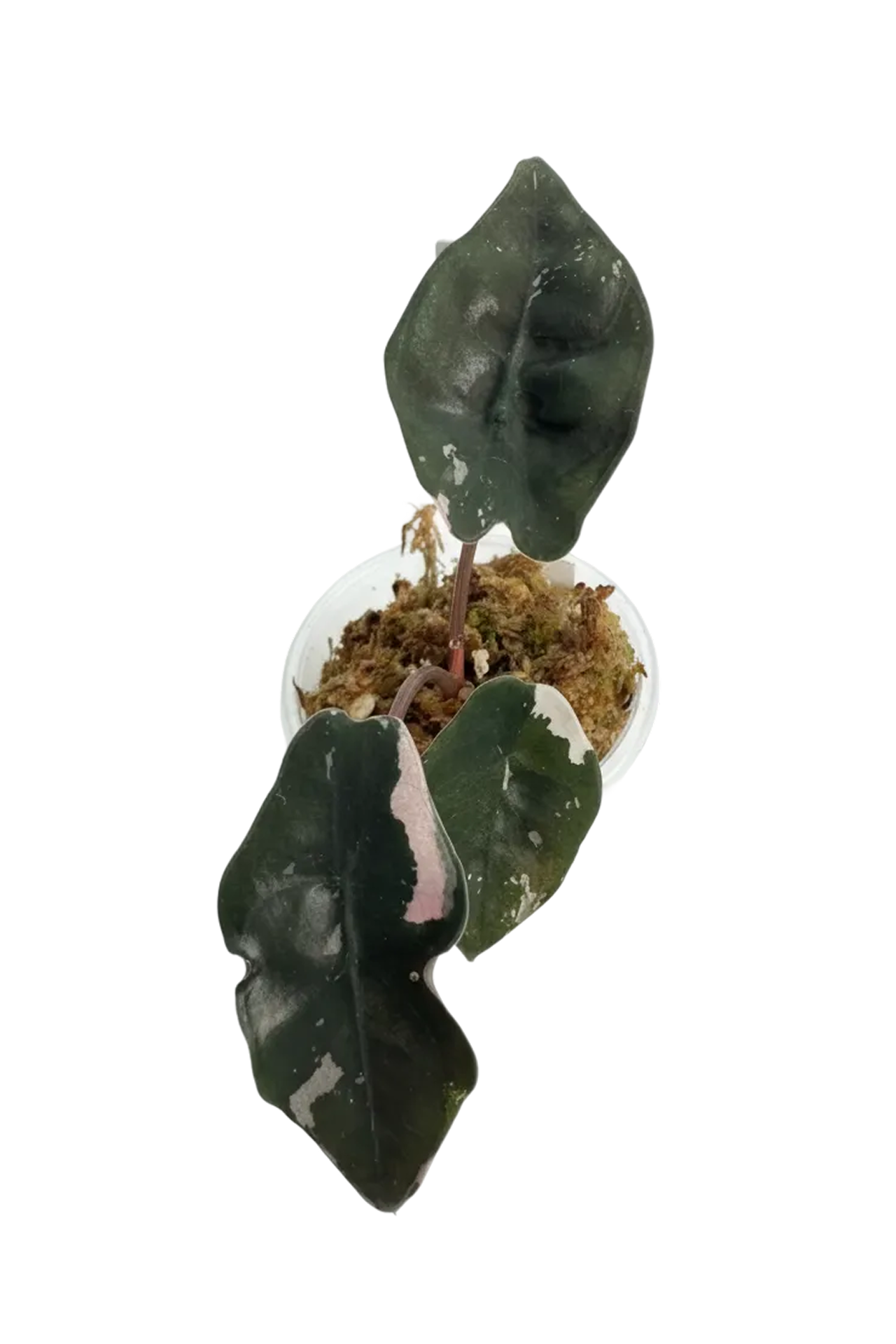 Alocasia chantrieri pink variegated