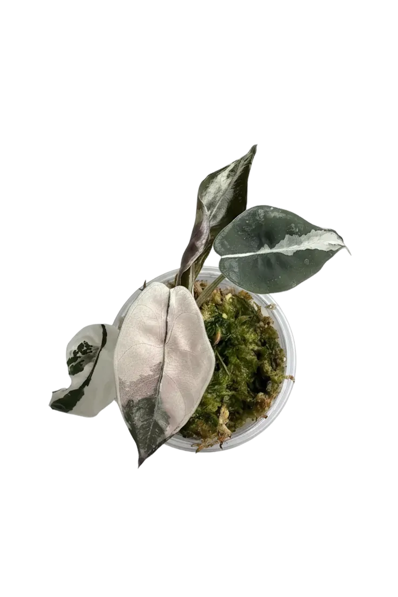 Alocasia chantrieri pink variegated