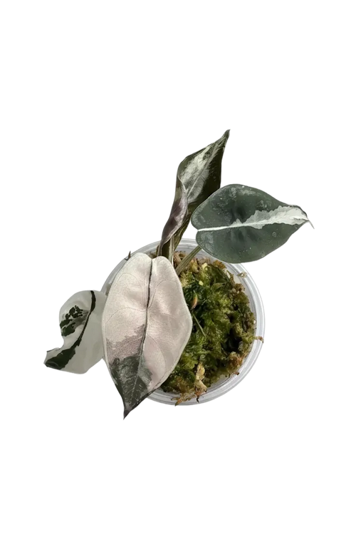 Alocasia chantrieri pink variegated