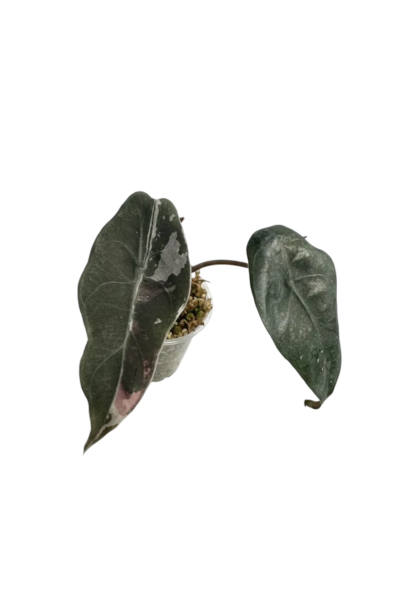 Alocasia chantrieri pink variegated