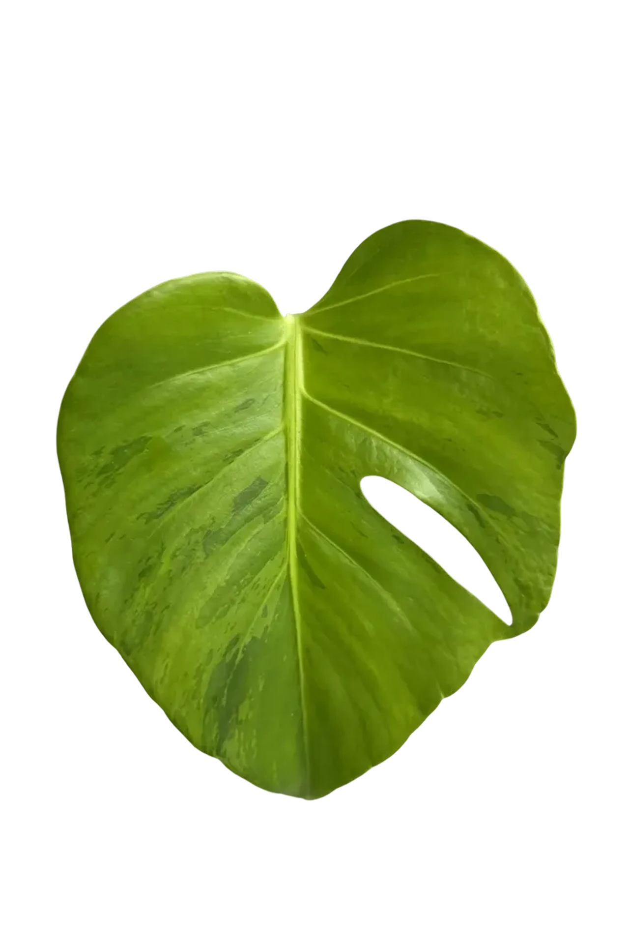 Monstera light lime variegated