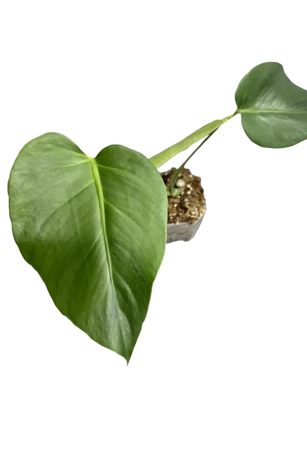 Monstera light lime variegated