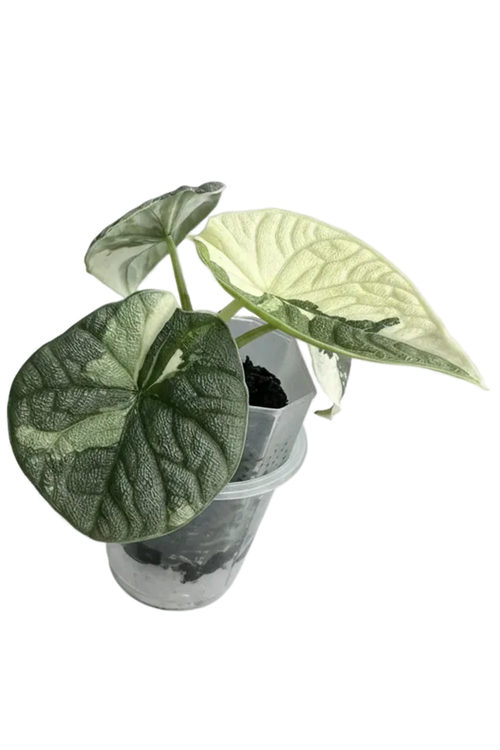 Alocasia melo albo variegated