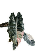 Alocasia chantrieri pink variegated