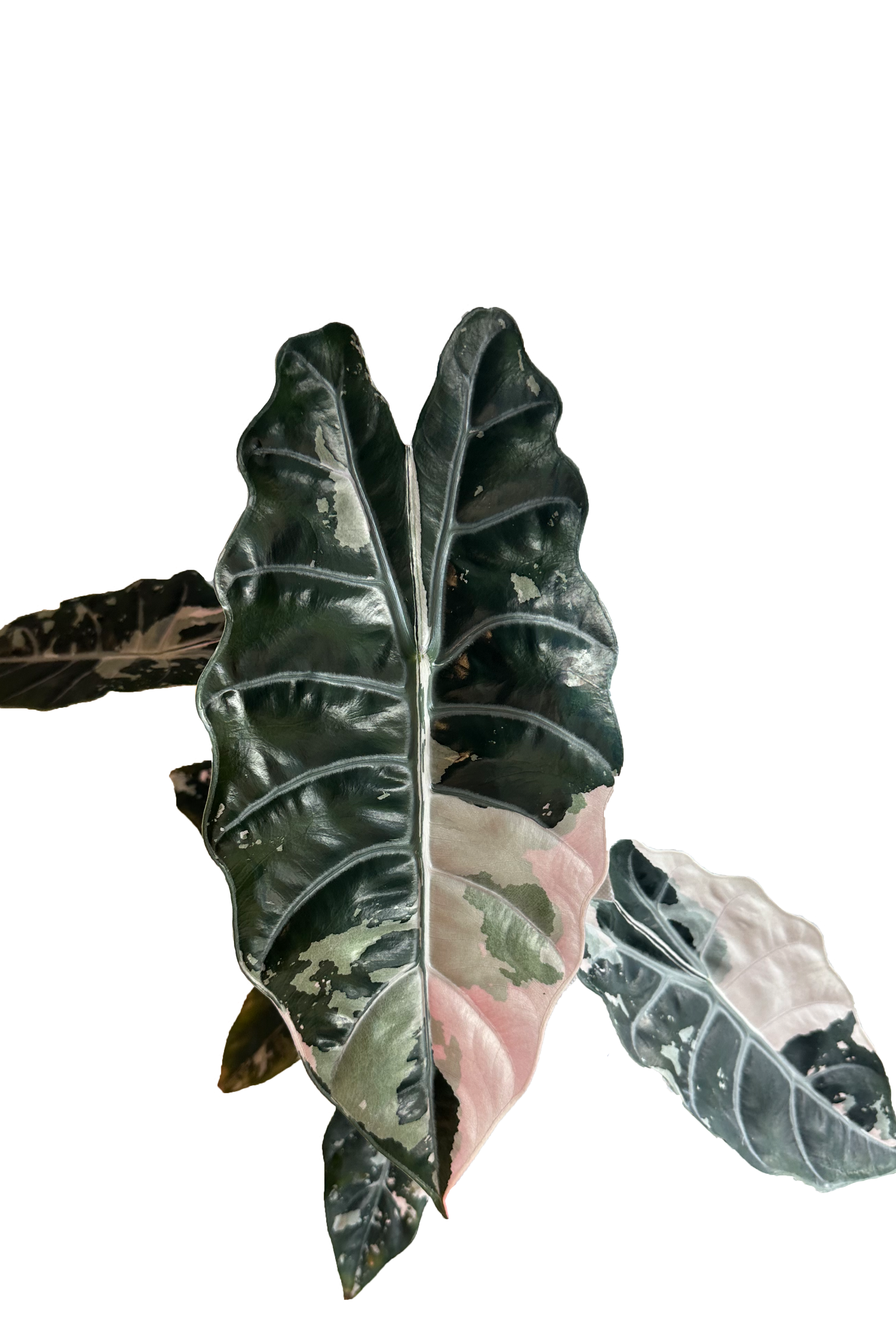 Alocasia chantrieri pink variegated