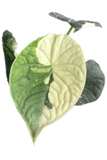 Alocasia melo albo variegated