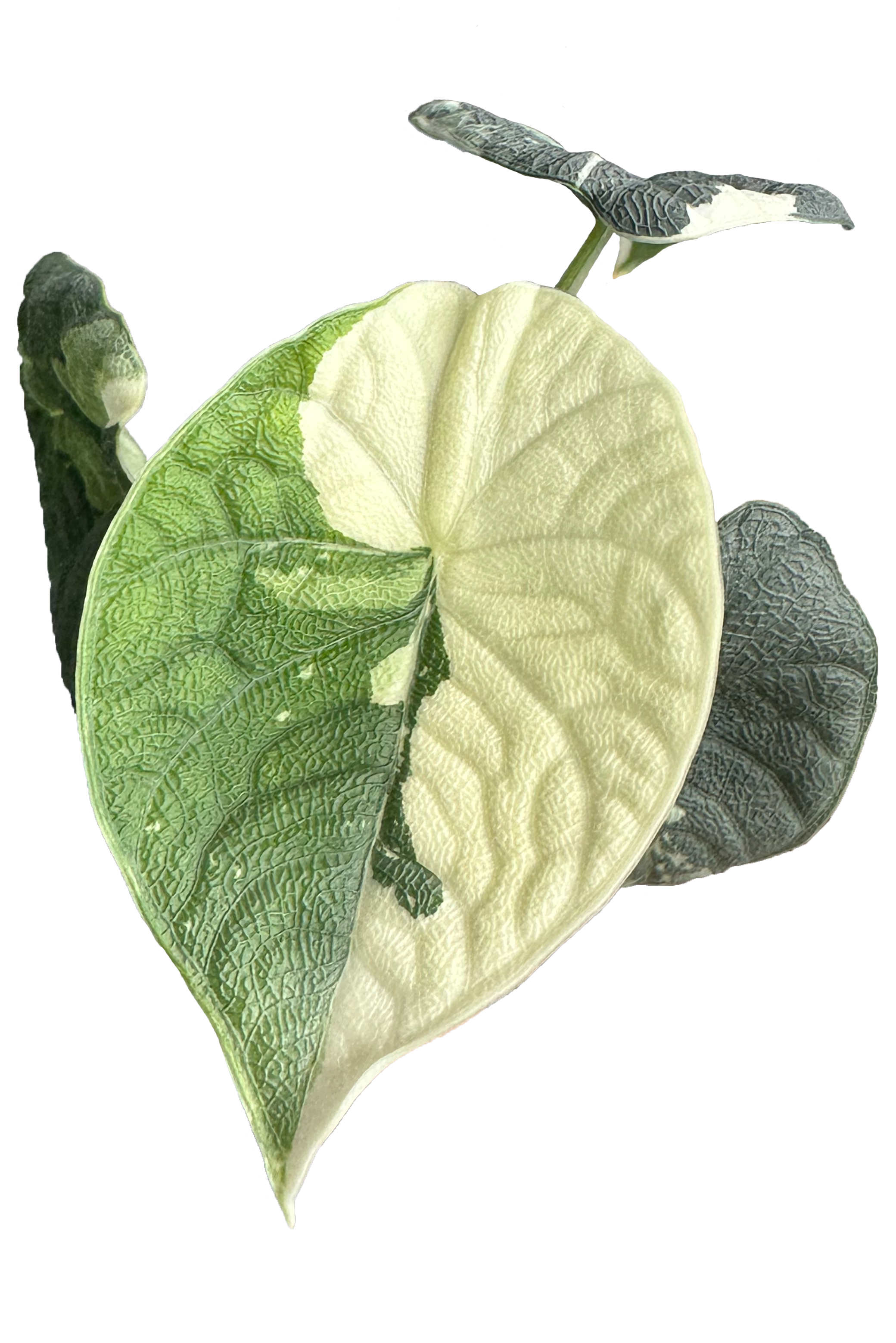 Alocasia melo albo variegated