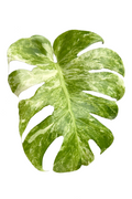 Monstera ocean mint variegated