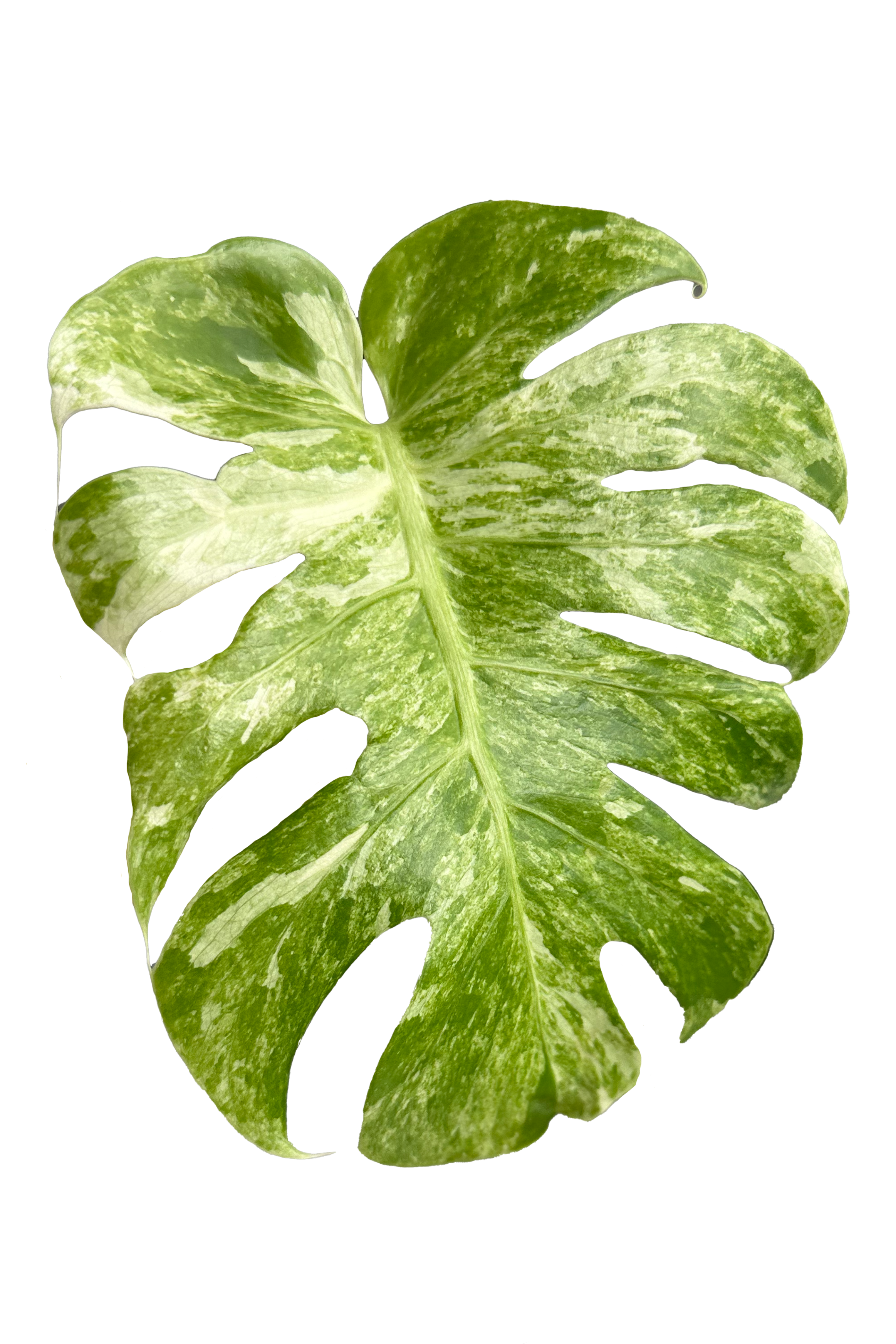 Monstera ocean mint variegated