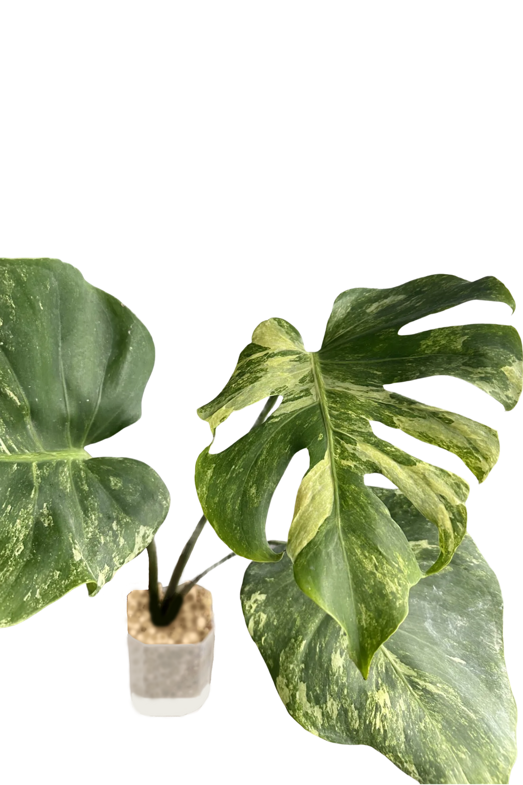 Monstera ocean mint variegated