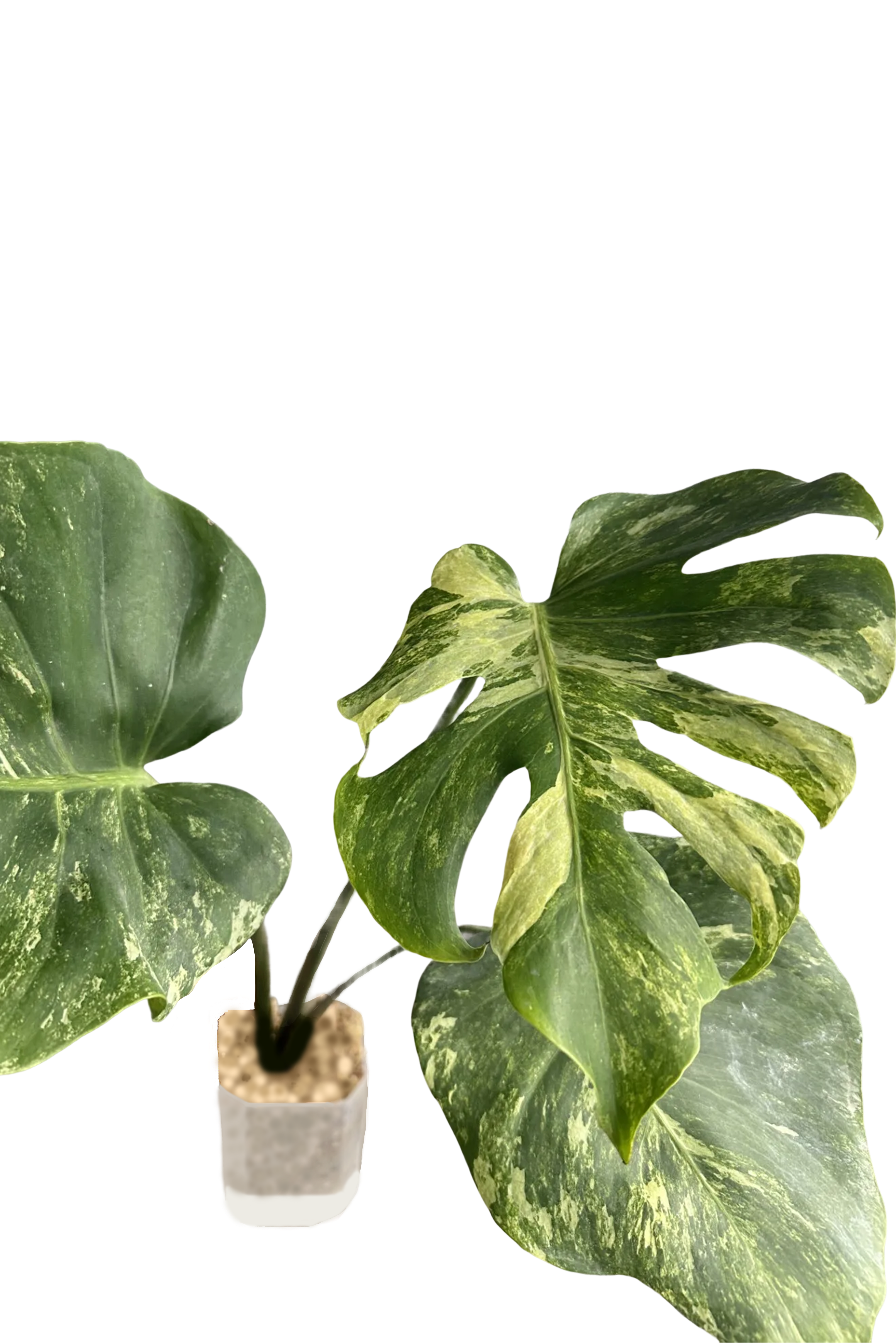 Monstera ocean mint variegated