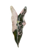 Alocasia nobilis pink variegated