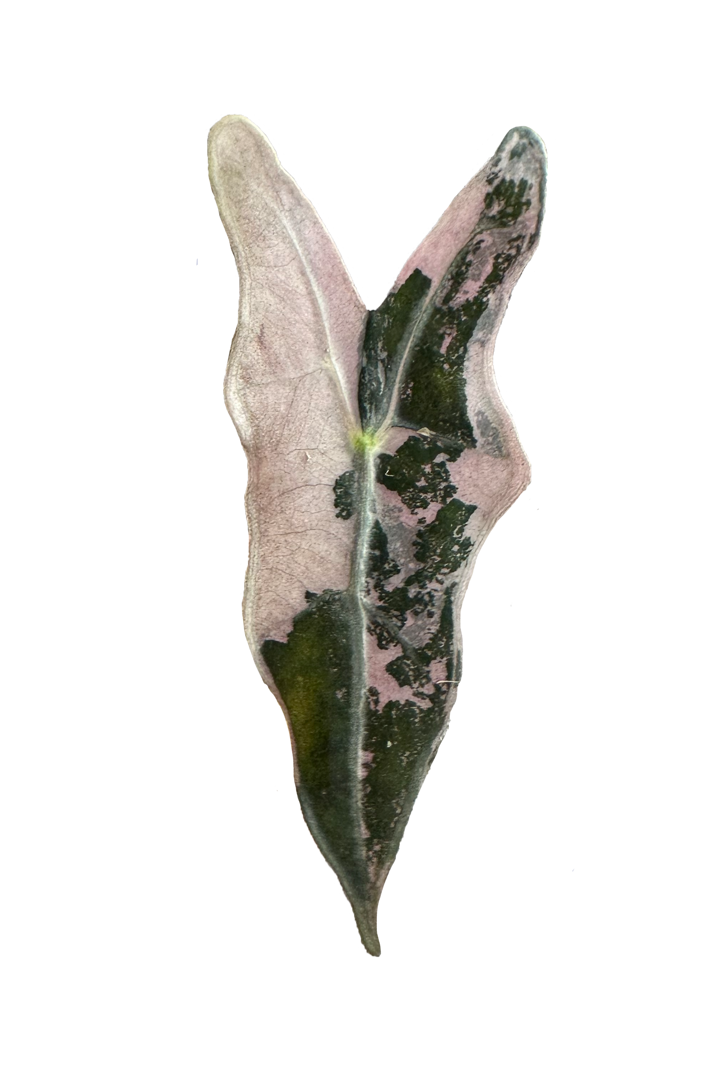 Alocasia nobilis pink variegated