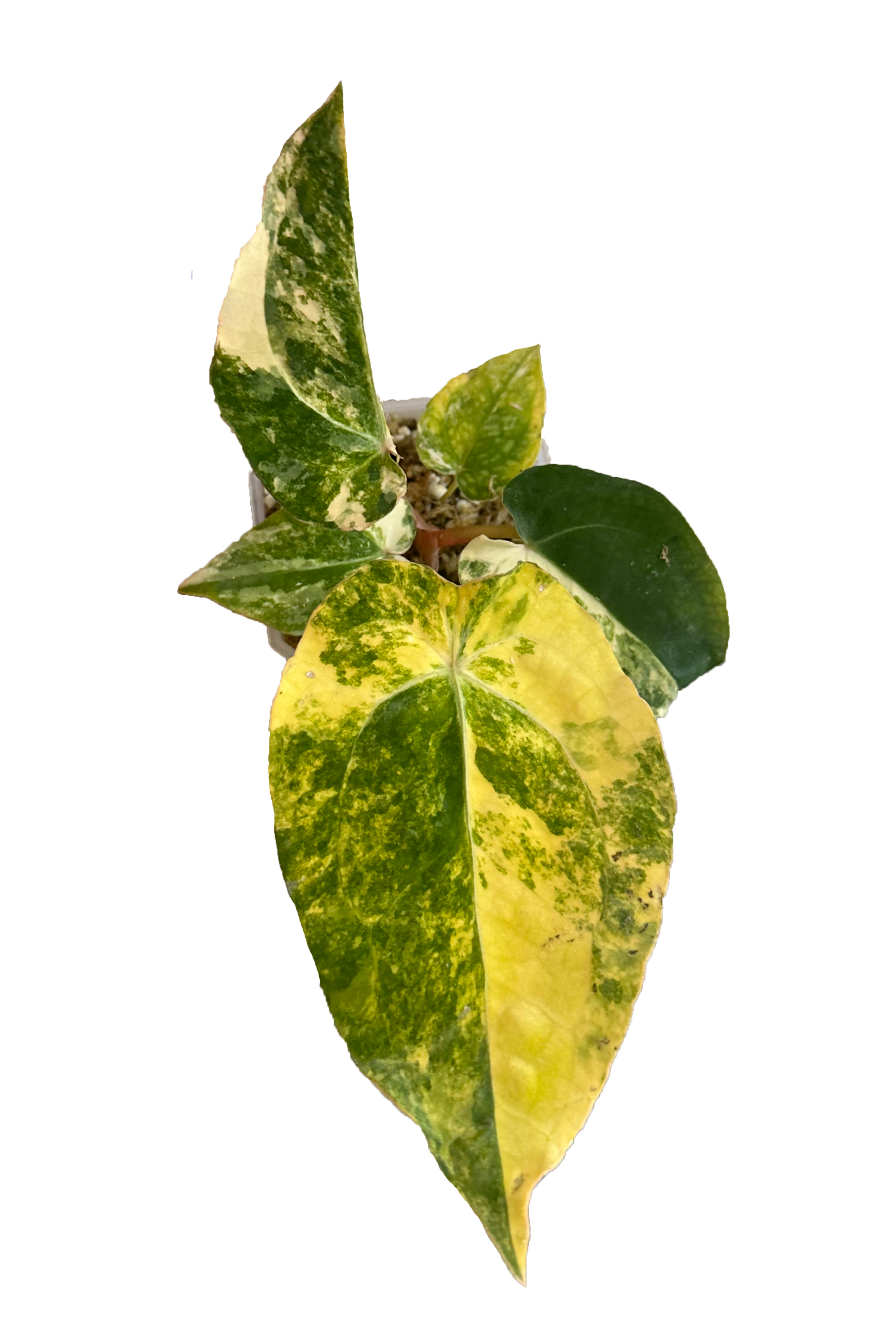 Anthurium papillilaminum variegated x ace of spades