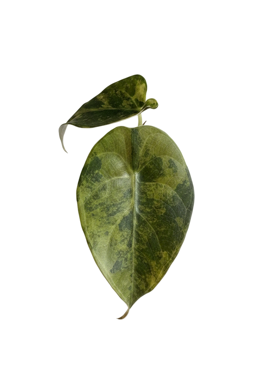 Alocasia sedenii aurea variegated