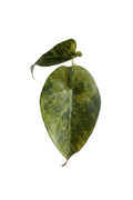 Alocasia sedenii aurea variegated