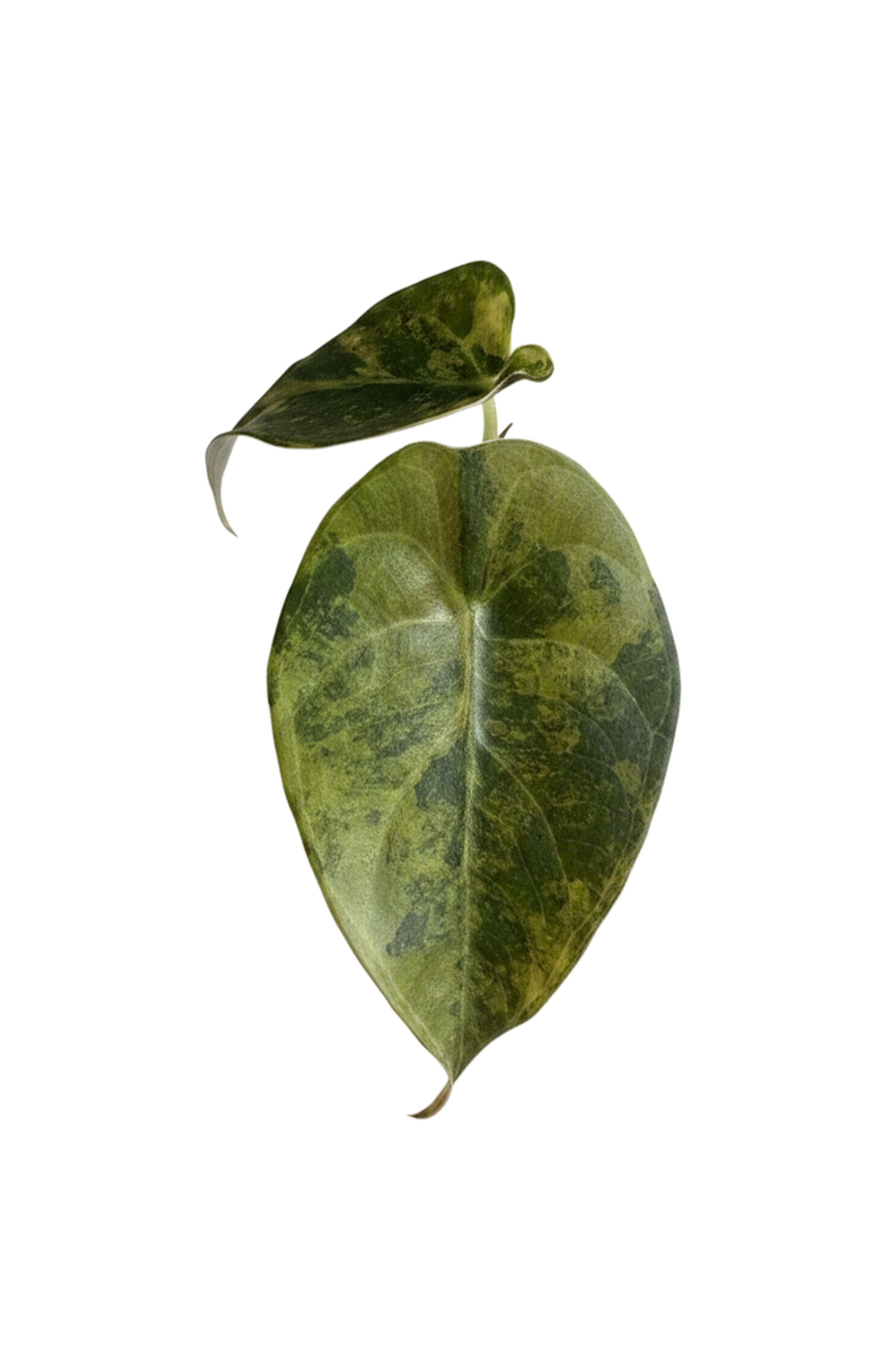 Alocasia sedenii aurea variegated