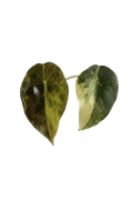 Alocasia sedenii aurea variegated pot 2